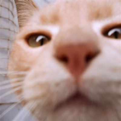 youtube アンケート: なぜ猫はビデオカメラを嫌うのか？